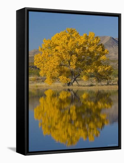 USA, New Mexico, Socorro, Bosque de Apache National Wildlife Refuge-Alan Copson-Framed Stretched Canvas