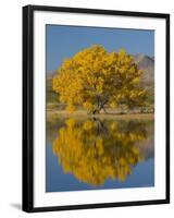 USA, New Mexico, Socorro, Bosque de Apache National Wildlife Refuge-Alan Copson-Framed Photographic Print