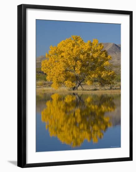 USA, New Mexico, Socorro, Bosque de Apache National Wildlife Refuge-Alan Copson-Framed Photographic Print