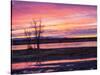 USA, New Mexico, Sunrise at Bosque del Apache National Wildlife Refuge-Terry Eggers-Stretched Canvas