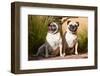 USA, New Mexico. Two Pugs sitting together in tall green grasses.-Zandria Muench Beraldo-Framed Photographic Print