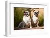 USA, New Mexico. Two Pugs sitting together in tall green grasses.-Zandria Muench Beraldo-Framed Photographic Print