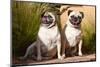 USA, New Mexico. Two Pugs sitting together in tall green grasses.-Zandria Muench Beraldo-Mounted Photographic Print