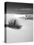 USA, New Mexico, White Sands National Monument. Bush in Desert Sand-Dennis Flaherty-Stretched Canvas