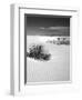 USA, New Mexico, White Sands National Monument. Bush in Desert Sand-Dennis Flaherty-Framed Photographic Print