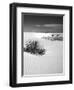 USA, New Mexico, White Sands National Monument. Bush in Desert Sand-Dennis Flaherty-Framed Premium Photographic Print