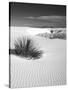 USA, New Mexico, White Sands National Monument. Bush in Desert Sand-Dennis Flaherty-Stretched Canvas