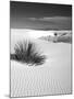 USA, New Mexico, White Sands National Monument. Bush in Desert Sand-Dennis Flaherty-Mounted Premium Photographic Print