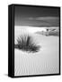 USA, New Mexico, White Sands National Monument. Bush in Desert Sand-Dennis Flaherty-Framed Stretched Canvas