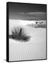 USA, New Mexico, White Sands National Monument. Bush in Desert Sand-Dennis Flaherty-Framed Stretched Canvas