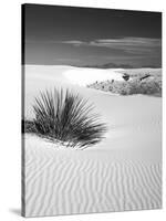 USA, New Mexico, White Sands National Monument. Bush in Desert Sand-Dennis Flaherty-Stretched Canvas