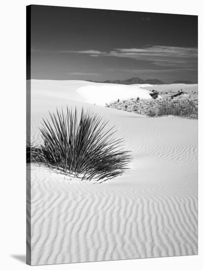 USA, New Mexico, White Sands National Monument. Bush in Desert Sand-Dennis Flaherty-Stretched Canvas
