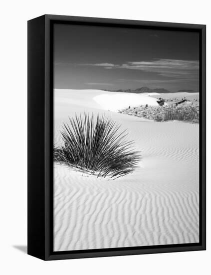 USA, New Mexico, White Sands National Monument. Bush in Desert Sand-Dennis Flaherty-Framed Stretched Canvas