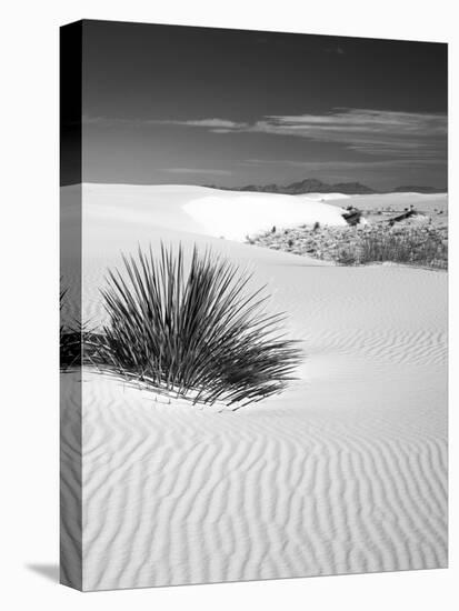 USA, New Mexico, White Sands National Monument. Bush in Desert Sand-Dennis Flaherty-Stretched Canvas