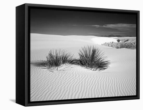 USA, New Mexico, White Sands National Monument. Bush in Desert Sand-Dennis Flaherty-Framed Stretched Canvas