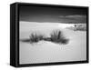 USA, New Mexico, White Sands National Monument. Bush in Desert Sand-Dennis Flaherty-Framed Stretched Canvas