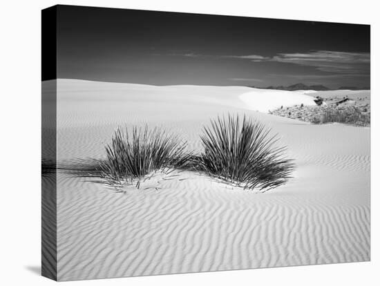 USA, New Mexico, White Sands National Monument. Bush in Desert Sand-Dennis Flaherty-Stretched Canvas