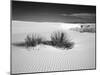 USA, New Mexico, White Sands National Monument. Bush in Desert Sand-Dennis Flaherty-Mounted Photographic Print