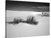 USA, New Mexico, White Sands National Monument. Bush in Desert Sand-Dennis Flaherty-Stretched Canvas