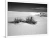 USA, New Mexico, White Sands National Monument. Bush in Desert Sand-Dennis Flaherty-Framed Photographic Print