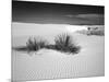 USA, New Mexico, White Sands National Monument. Bush in Desert Sand-Dennis Flaherty-Mounted Photographic Print