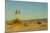 USA, New Mexico, White Sands National Monument. Moonrise over Desert-Jaynes Gallery-Mounted Photographic Print