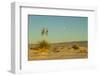 USA, New Mexico, White Sands National Monument. Moonrise over Desert-Jaynes Gallery-Framed Photographic Print