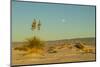 USA, New Mexico, White Sands National Monument. Moonrise over Desert-Jaynes Gallery-Mounted Photographic Print