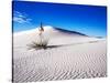 USA, New Mexico, White Sands National Monument, Sand Dune Patterns and Yucca Plants-Terry Eggers-Stretched Canvas