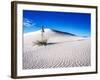 USA, New Mexico, White Sands National Monument, Sand Dune Patterns and Yucca Plants-Terry Eggers-Framed Photographic Print