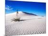 USA, New Mexico, White Sands National Monument, Sand Dune Patterns and Yucca Plants-Terry Eggers-Mounted Photographic Print