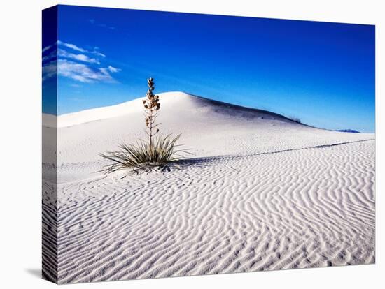 USA, New Mexico, White Sands National Monument, Sand Dune Patterns and Yucca Plants-Terry Eggers-Stretched Canvas