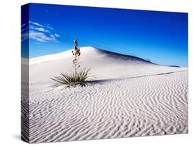 USA, New Mexico, White Sands National Monument, Sand Dune Patterns and Yucca Plants-Terry Eggers-Stretched Canvas