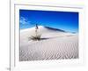 USA, New Mexico, White Sands National Monument, Sand Dune Patterns and Yucca Plants-Terry Eggers-Framed Photographic Print