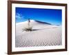 USA, New Mexico, White Sands National Monument, Sand Dune Patterns and Yucca Plants-Terry Eggers-Framed Photographic Print