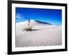 USA, New Mexico, White Sands National Monument, Sand Dune Patterns and Yucca Plants-Terry Eggers-Framed Photographic Print