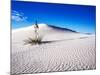 USA, New Mexico, White Sands National Monument, Sand Dune Patterns and Yucca Plants-Terry Eggers-Mounted Photographic Print