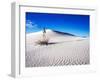 USA, New Mexico, White Sands National Monument, Sand Dune Patterns and Yucca Plants-Terry Eggers-Framed Premium Photographic Print