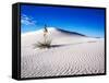 USA, New Mexico, White Sands National Monument, Sand Dune Patterns and Yucca Plants-Terry Eggers-Framed Stretched Canvas