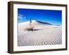 USA, New Mexico, White Sands National Monument, Sand Dune Patterns and Yucca Plants-Terry Eggers-Framed Photographic Print