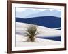 USA, New Mexico, White Sands National Monument, Sand Dune Patterns and Yucca Plants-Terry Eggers-Framed Photographic Print