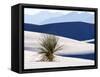 USA, New Mexico, White Sands National Monument, Sand Dune Patterns and Yucca Plants-Terry Eggers-Framed Stretched Canvas