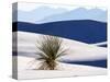 USA, New Mexico, White Sands National Monument, Sand Dune Patterns and Yucca Plants-Terry Eggers-Stretched Canvas