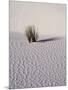 USA, New Mexico, White Sands National Monument, Sand Dune Patterns and Yucca Plants-Terry Eggers-Mounted Photographic Print