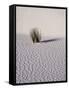 USA, New Mexico, White Sands National Monument, Sand Dune Patterns and Yucca Plants-Terry Eggers-Framed Stretched Canvas