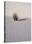 USA, New Mexico, White Sands National Monument, Sand Dune Patterns and Yucca Plants-Terry Eggers-Stretched Canvas