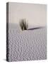 USA, New Mexico, White Sands National Monument, Sand Dune Patterns and Yucca Plants-Terry Eggers-Stretched Canvas