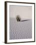 USA, New Mexico, White Sands National Monument, Sand Dune Patterns and Yucca Plants-Terry Eggers-Framed Photographic Print