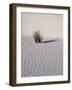 USA, New Mexico, White Sands National Monument, Sand Dune Patterns and Yucca Plants-Terry Eggers-Framed Photographic Print