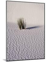 USA, New Mexico, White Sands National Monument, Sand Dune Patterns and Yucca Plants-Terry Eggers-Mounted Photographic Print